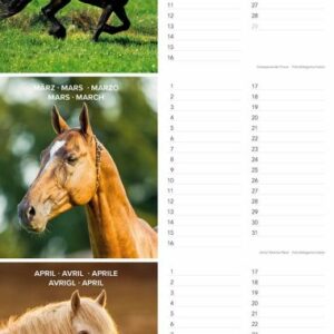 Geburtstagskalender Leporello Horses