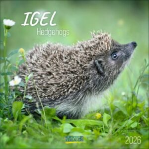Igel (BK)