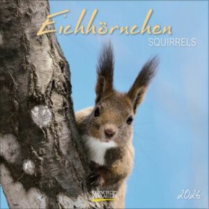 Eichhörnchen (BK)