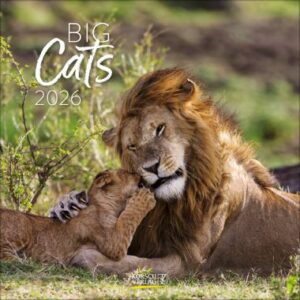 Big Cats (BK)
