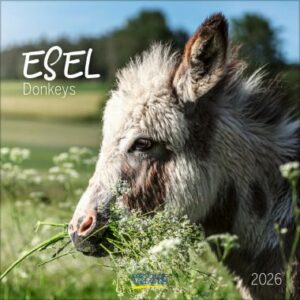 Esel (BK)
