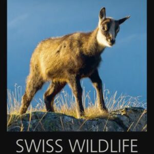 Swiss Wildlife