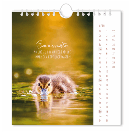 Postkartenkalender 2026 Lichtblicke – Bild 2