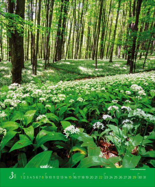 Augenblicke im Wald – Bild 2