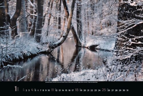 Magische Wälder – Bild 2