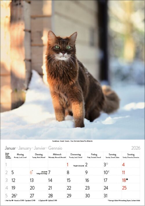 Gr. farbiger Katzenkalender – Bild 2
