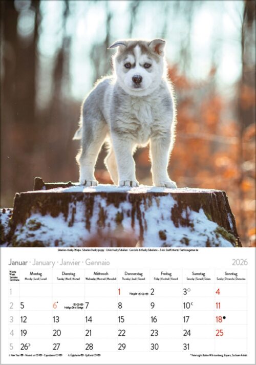 Gr. farbiger Hundekalender – Bild 2