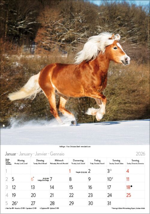 Gr. farbiger Pferdekalender – Bild 2