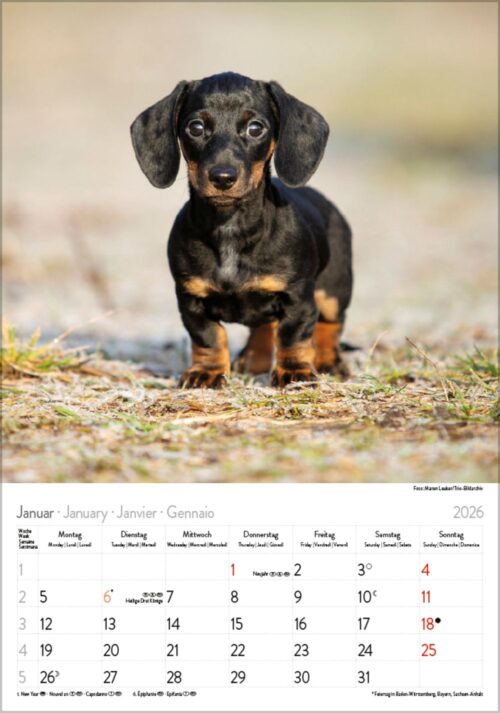 Gr. farbiger Dackelkalender – Bild 2