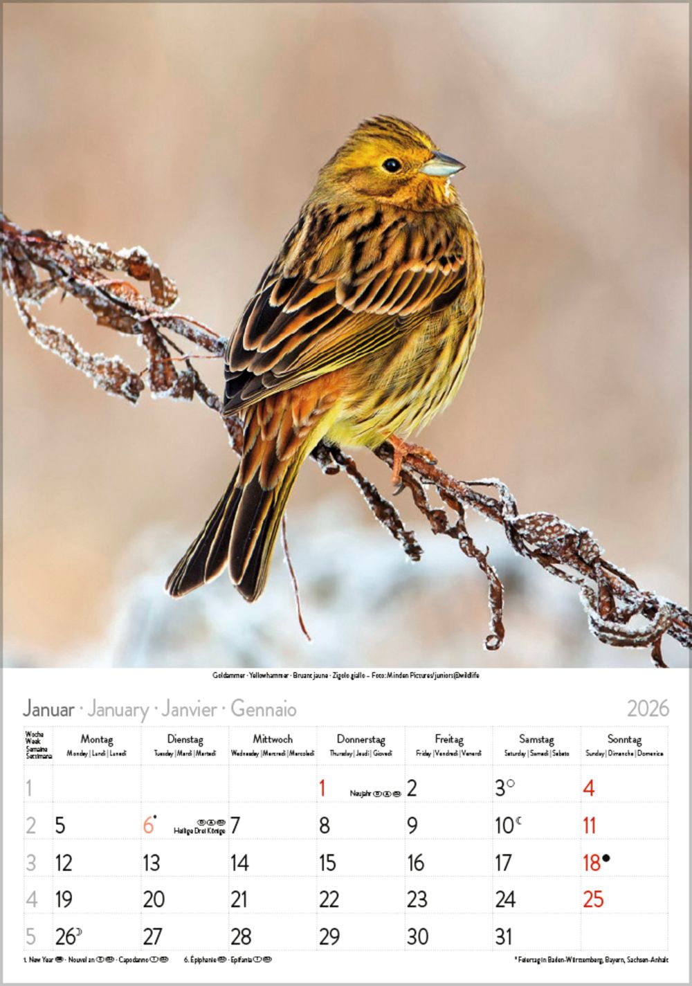 Gr. farbiger Vogelkalender – Bild 2