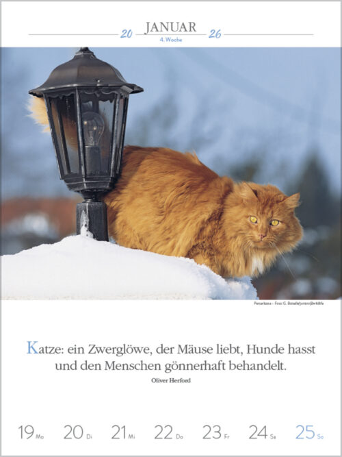 Katzen – Bild 2