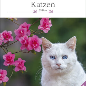 Katzen
