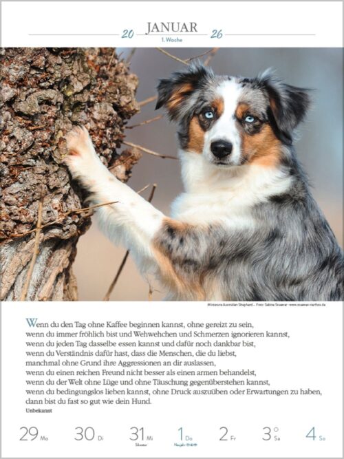 Hunde – Bild 2