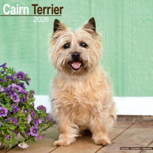 Cairn Terrier 16-Monatskalender