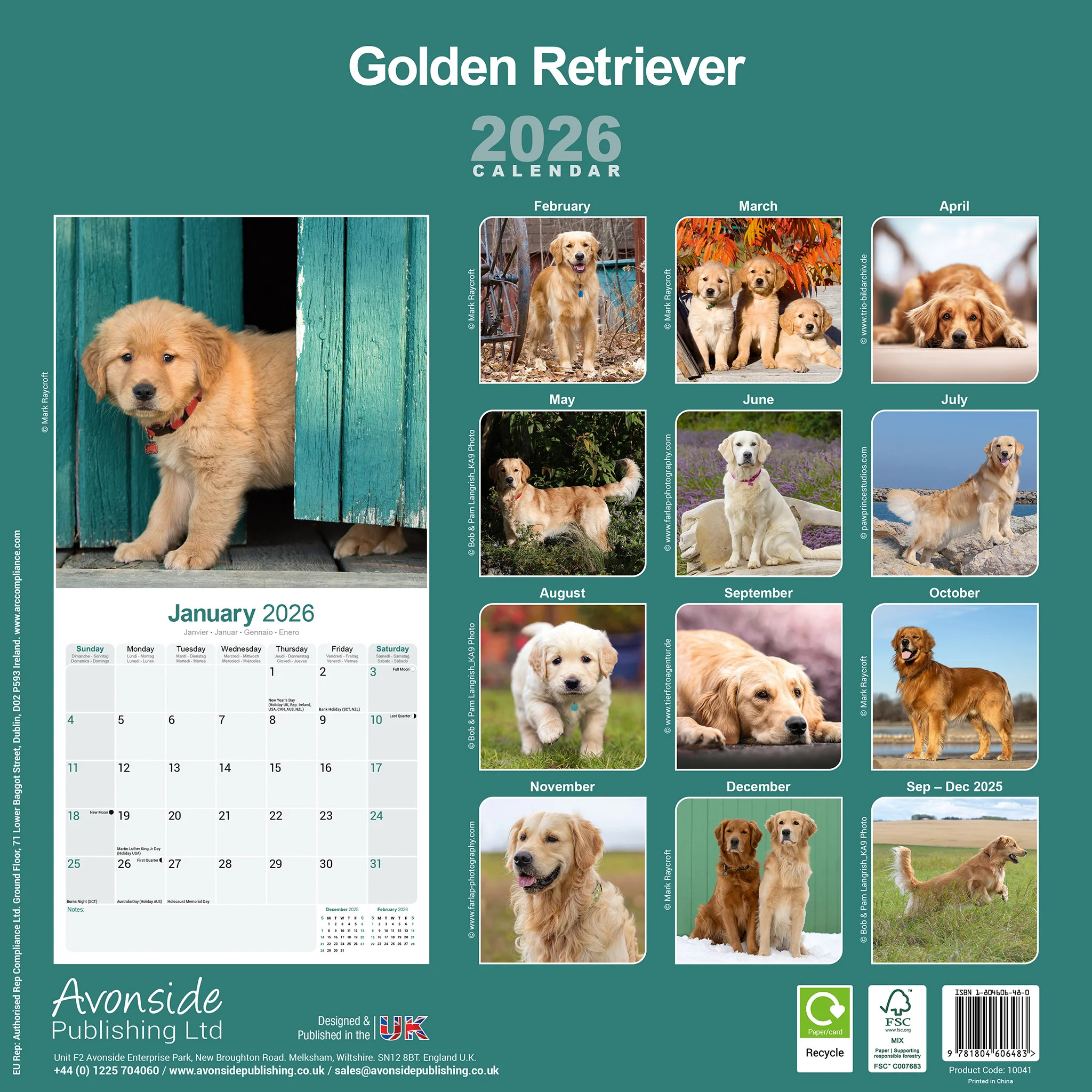 Golden Retriever 16-Monatskalender – Bild 2