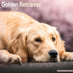 Golden Retriever 16-Monatskalender
