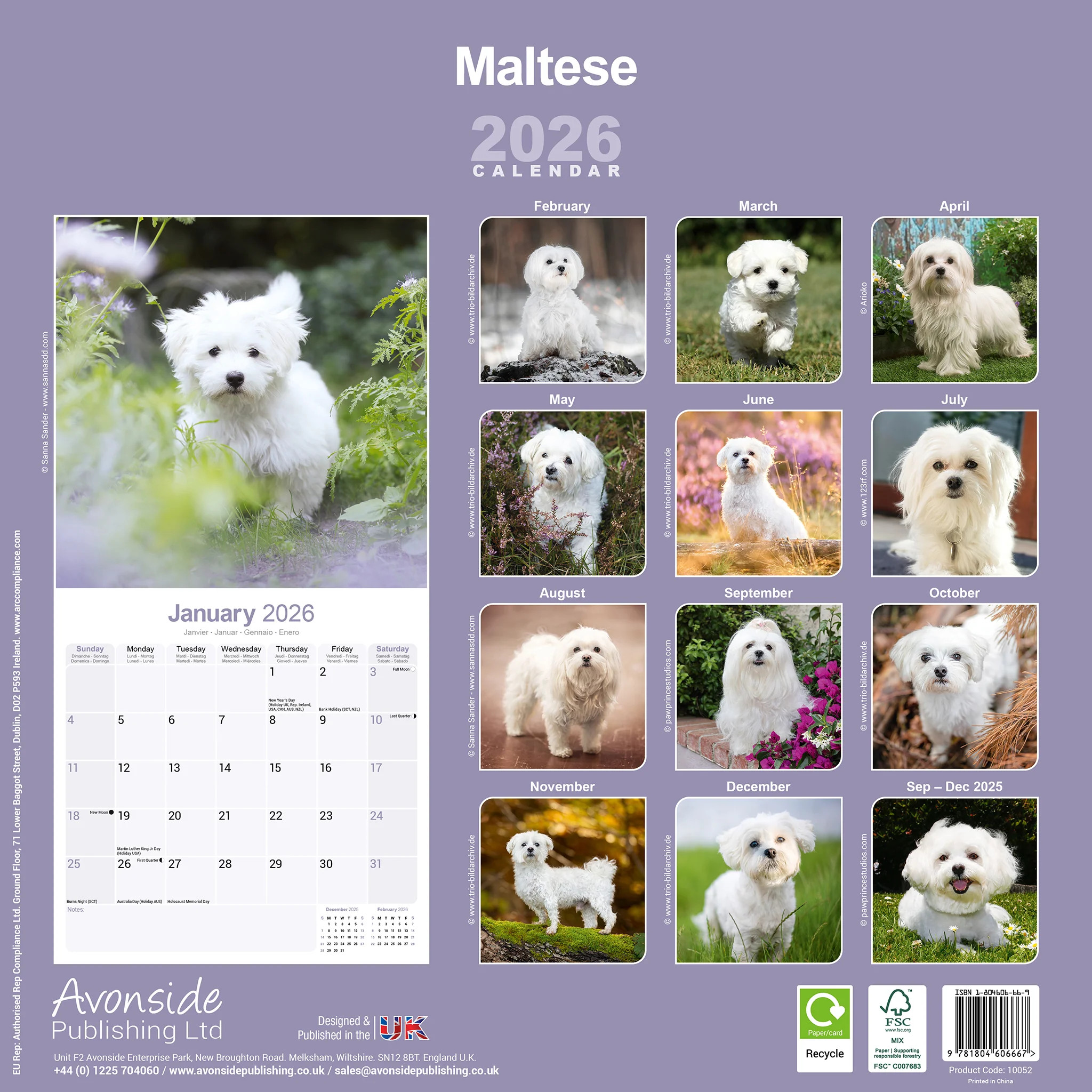 Maltese 16-Monatskalender – Bild 2
