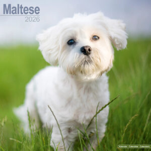 Maltese 16-Monatskalender