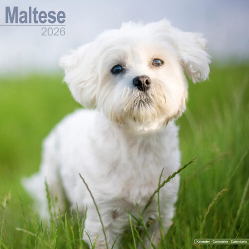 Maltese 16-Monatskalender