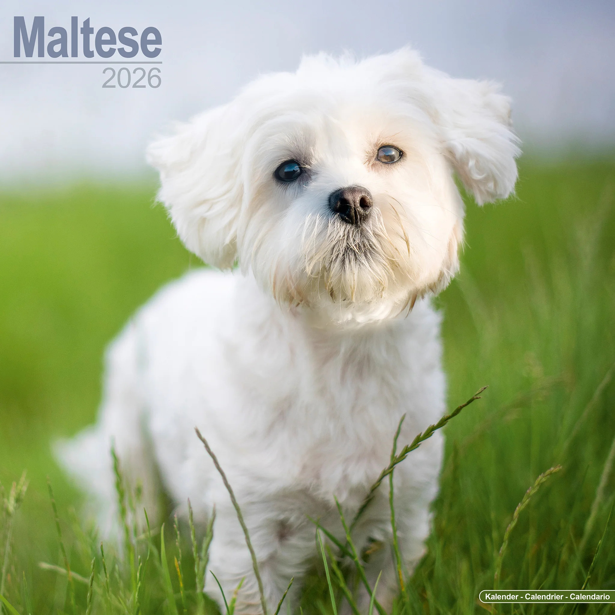 Maltese 16-Monatskalender