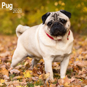 Pug 16-Monatskalender