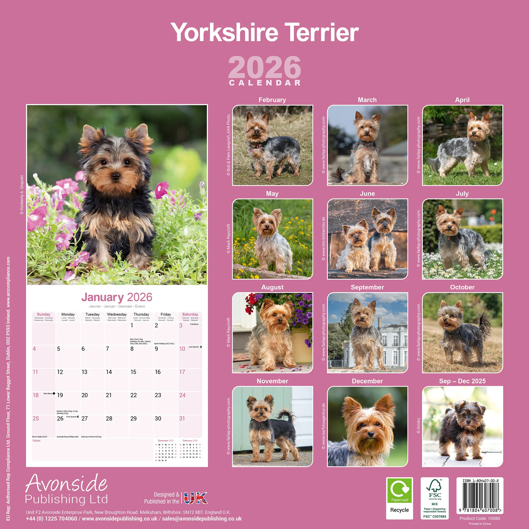Yorkshire Terrier 16-Monatskalender – Bild 2