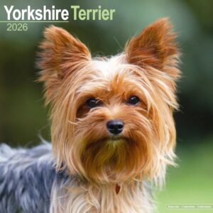 Yorkshire Terrier 16-Monatskalender