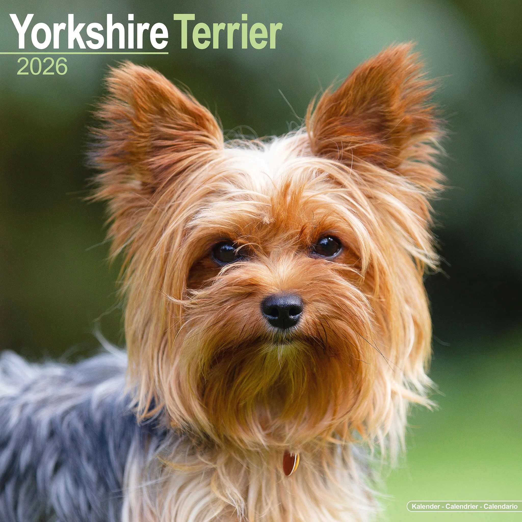 Yorkshire Terrier 16-Monatskalender